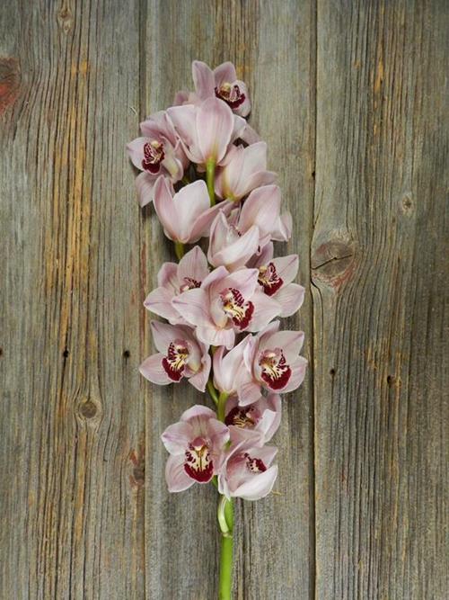 8-1LIGHT PINK CYMBIDIUM